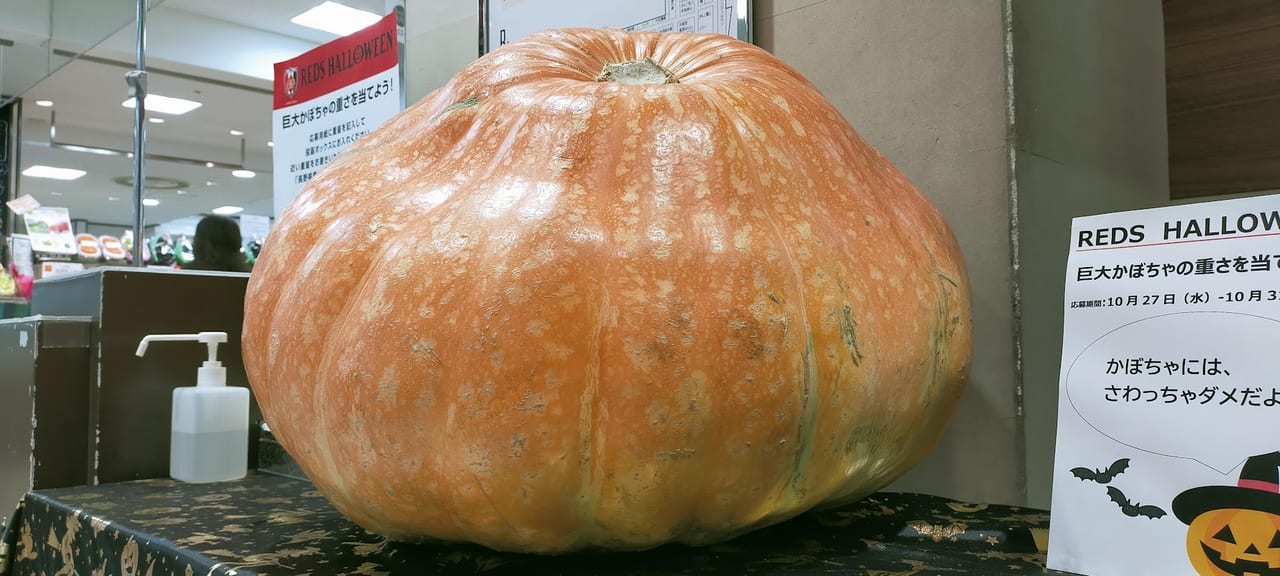 巨大かぼちゃ