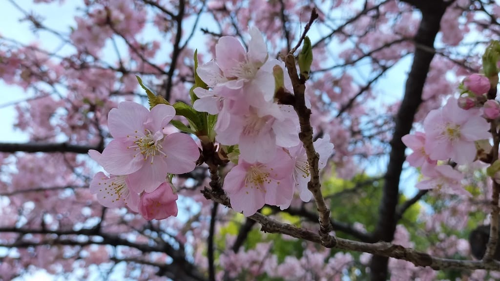 井沼方　桜