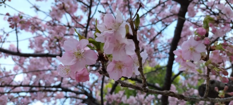 井沼方　桜