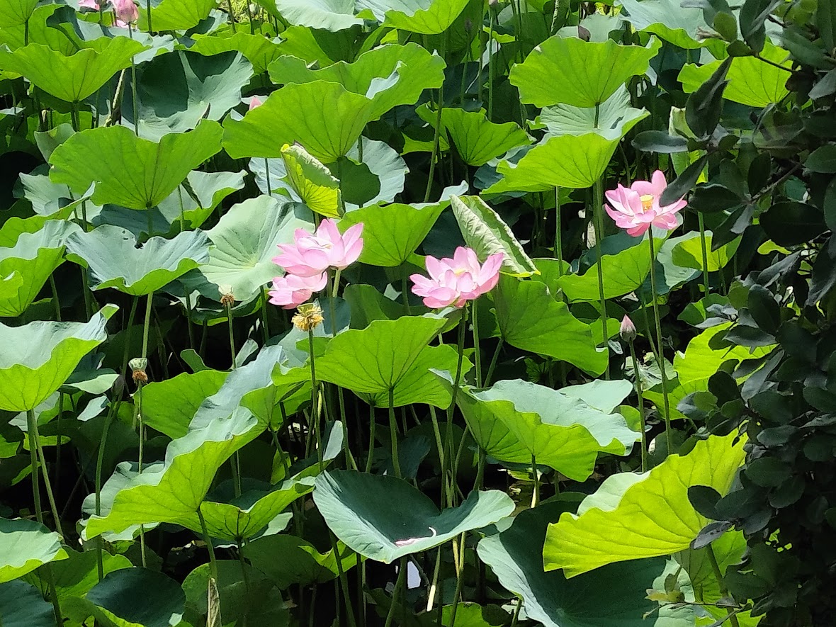 古代蓮　民家園