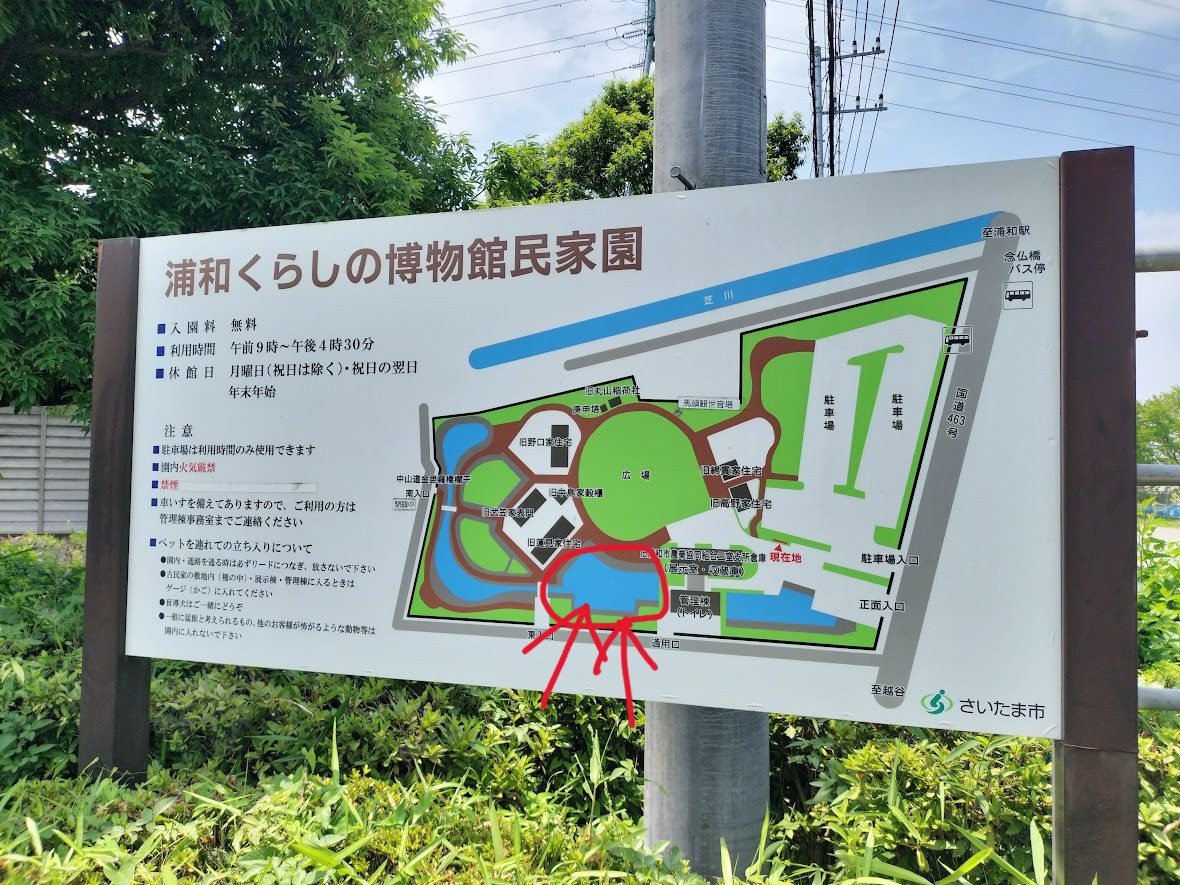 古代蓮　民家園3