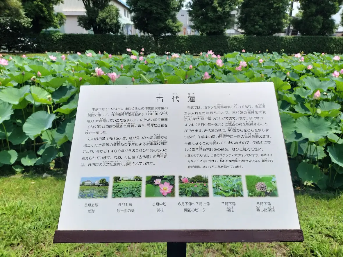 古代蓮