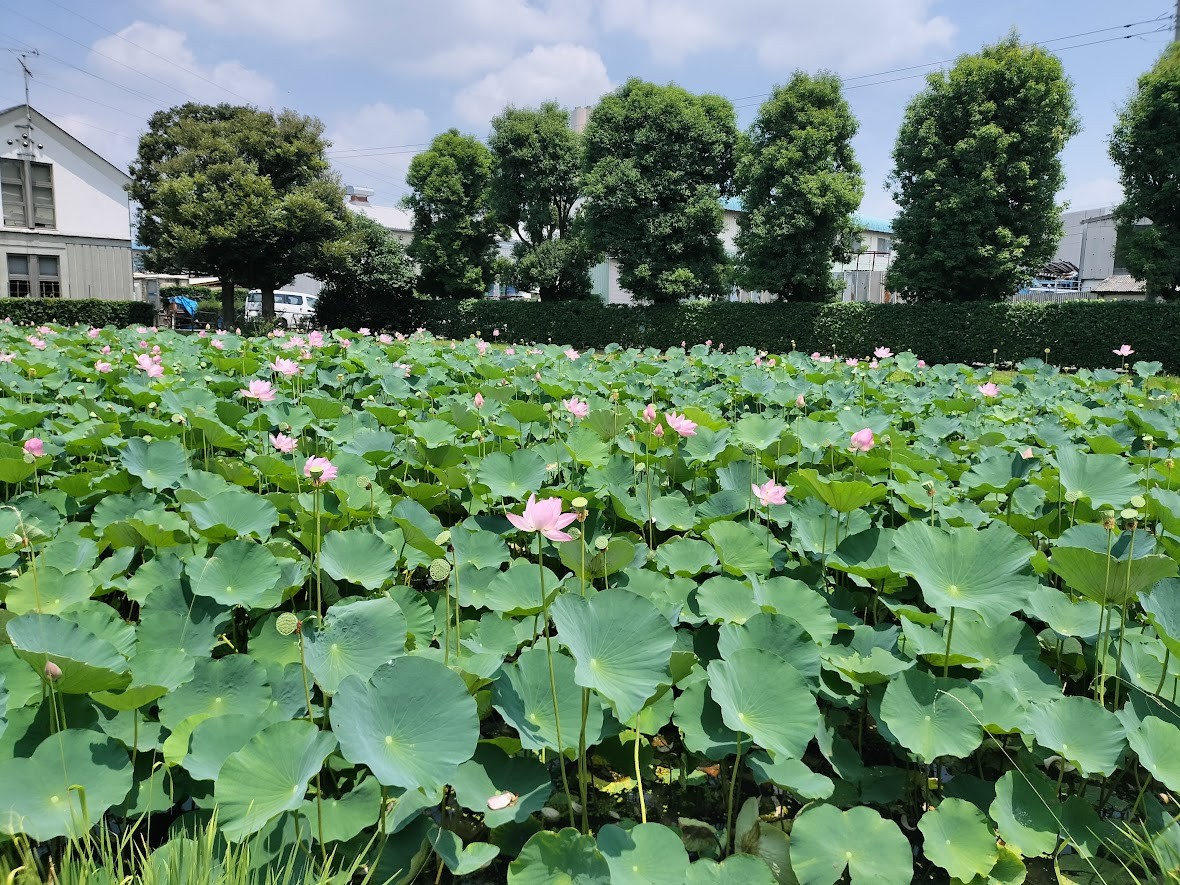古代蓮　民家園5