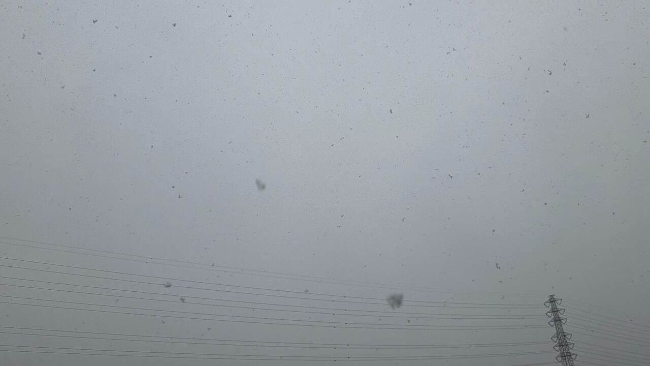 雪　つぶ大きい