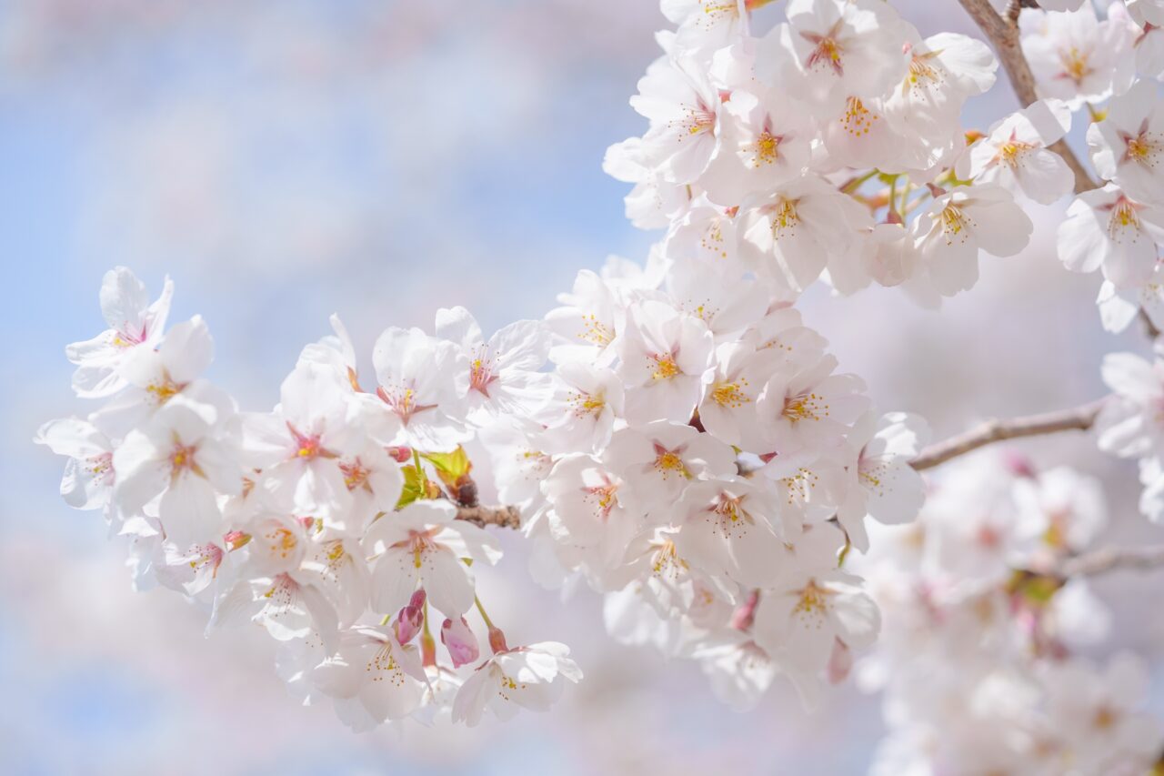 桜 青空