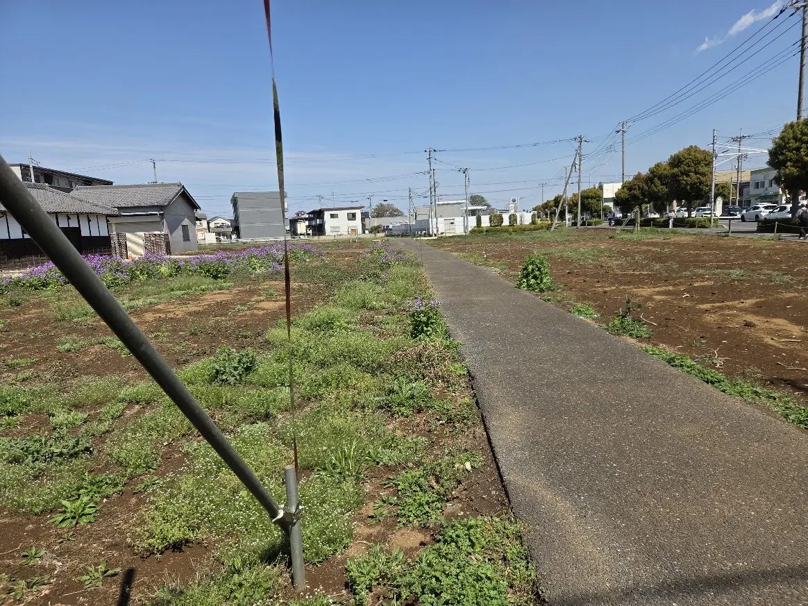 コスモス　中尾