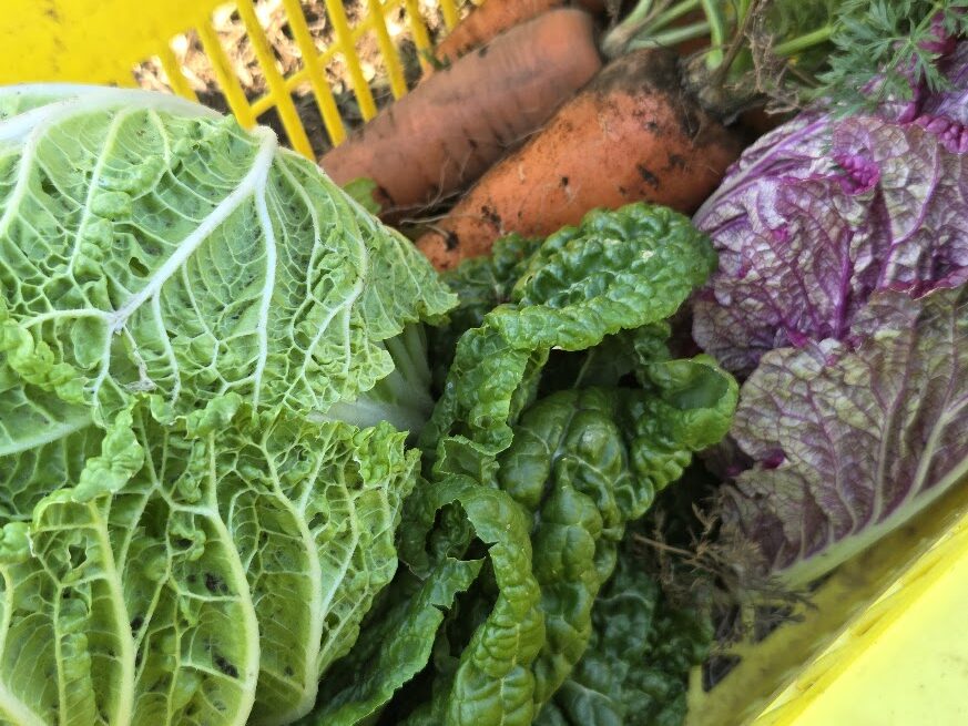 はたけビュッフェ3